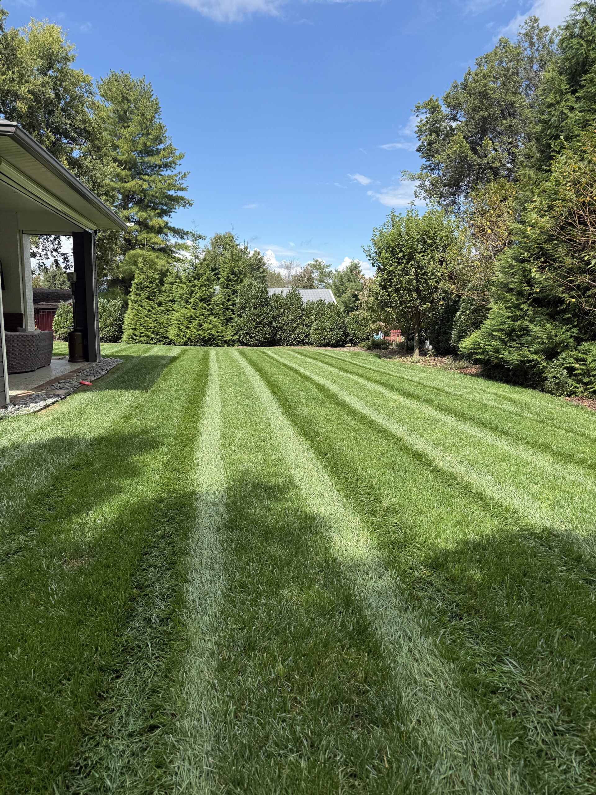 A backyard with freshly mowed, striped grass, bordered by trees and shrubs under a blue sky with scattered clouds.