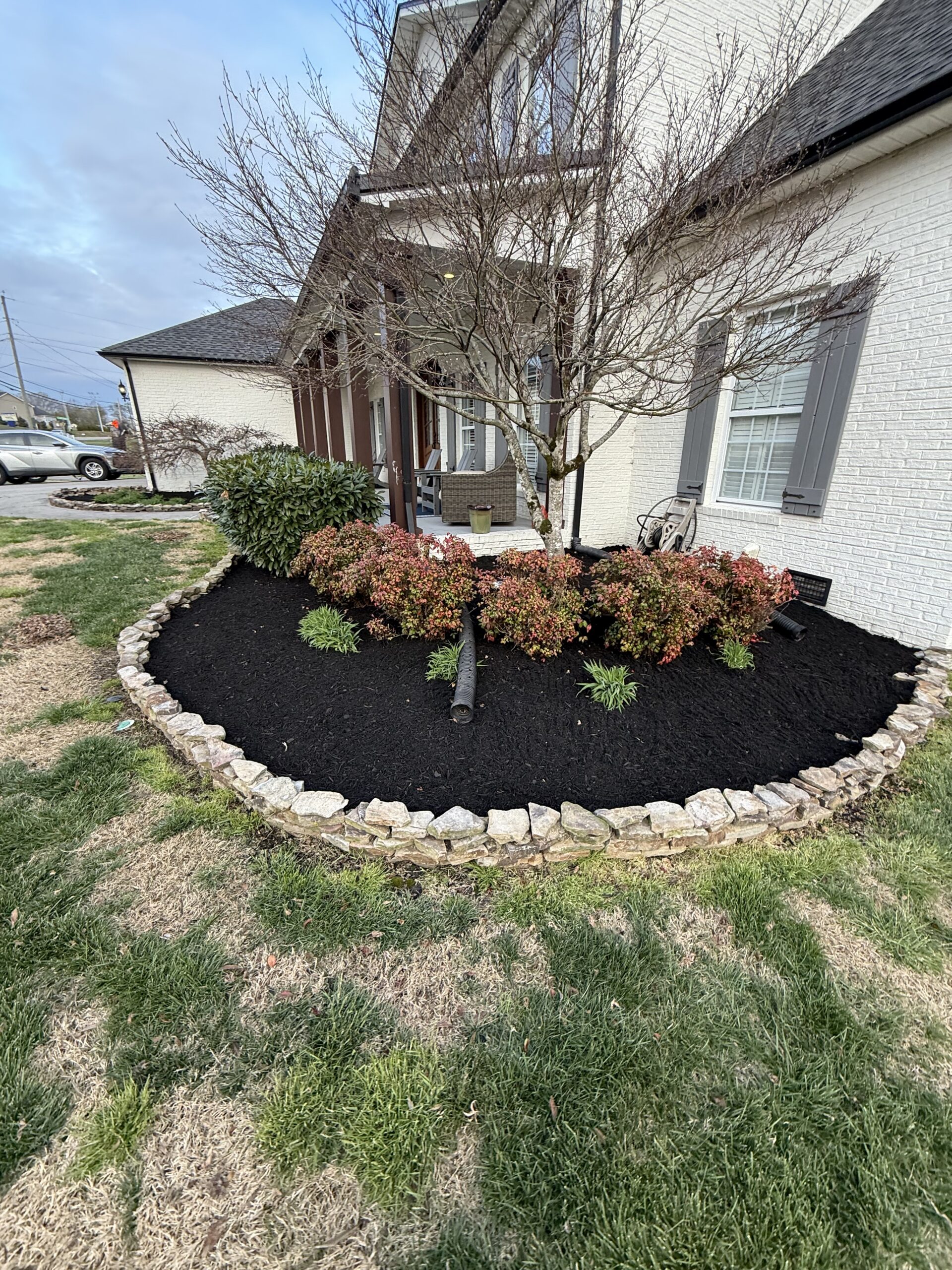 A front yard garden bed bordered with rocks, filled with black mulch, small bushes, and a tree in front of a white brick house with gray shutters.