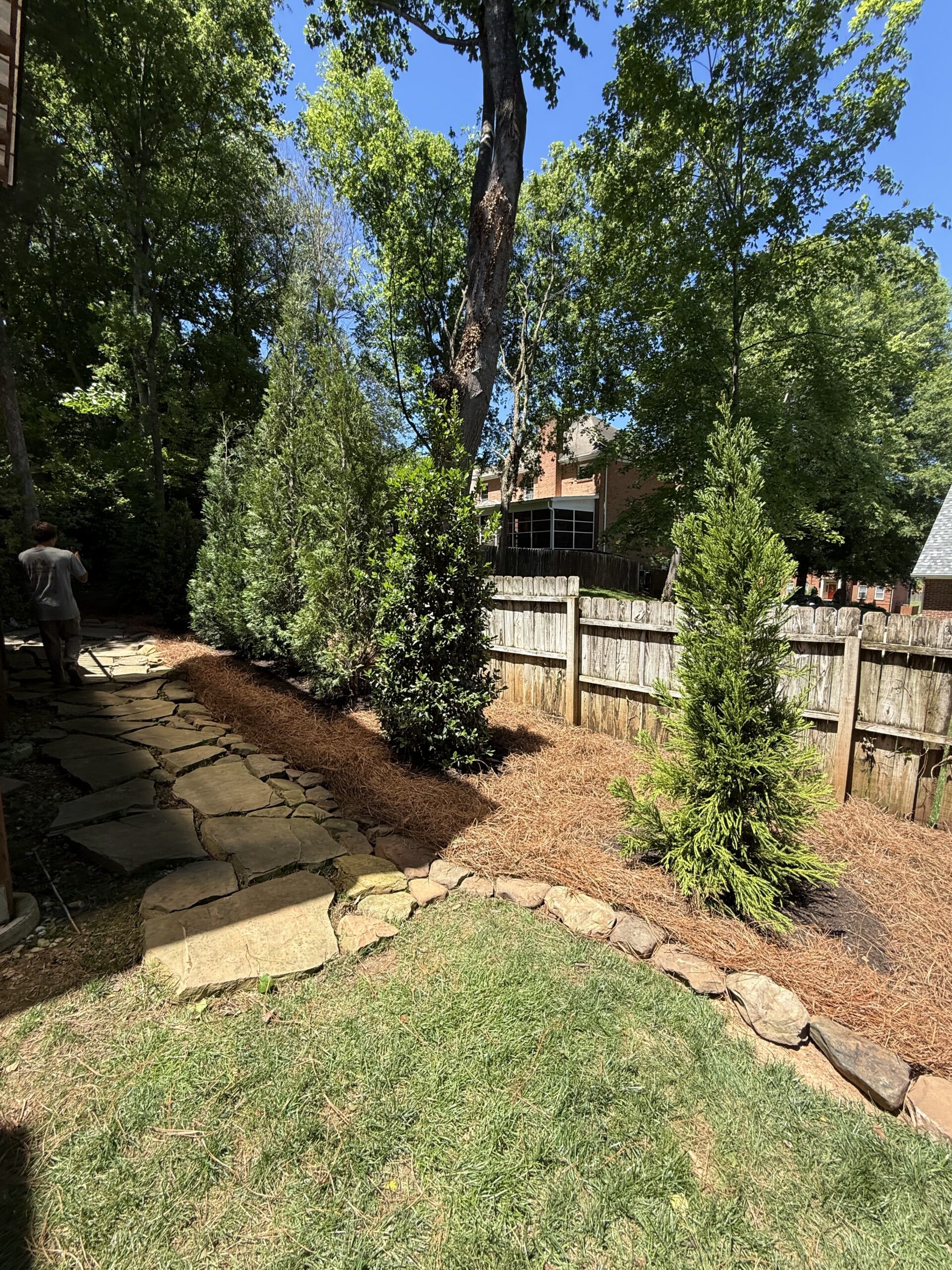 Stone pathway runs alongside a wooden fence with newly planted evergreen trees and pine straw mulch, under a clear blue sky.